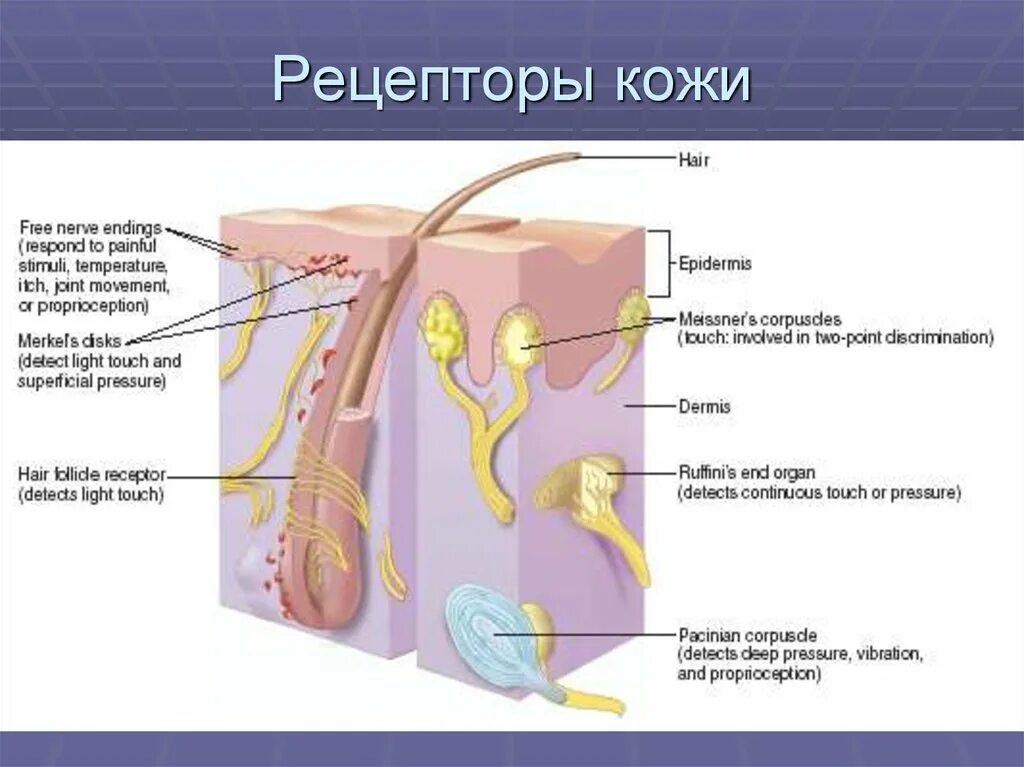 Рецепторы кожи выполняют функцию. Рецепторы кожи. Строение кожных рецепторов. Рецепторы кожи человека. Расположение рецепторов в коже.