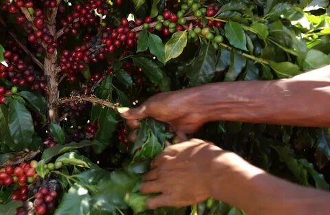 Pick coffee