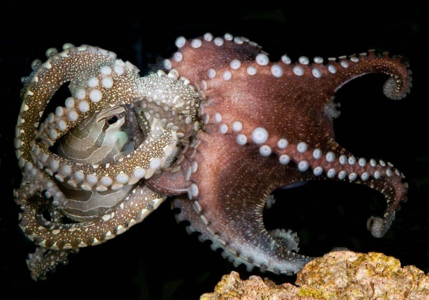 Осьминог Octopus vulgaris. Осьминог Дофлейна гигантский. Дальневосточный гигантский осьминог. Осьминоги восьмирукие.