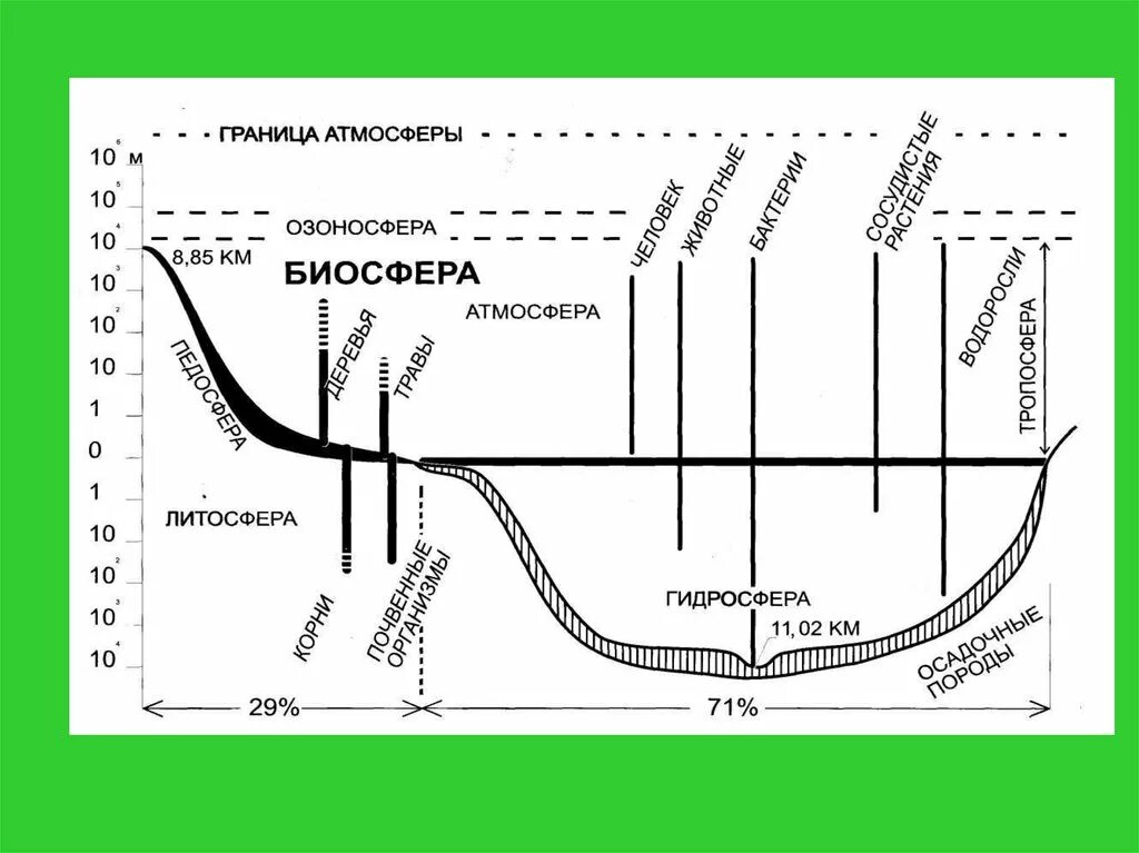 Динамика изменений в биосфере. Строение биосферы. Биосфера схема. Сема Биосфера. Структура биосферы схема.