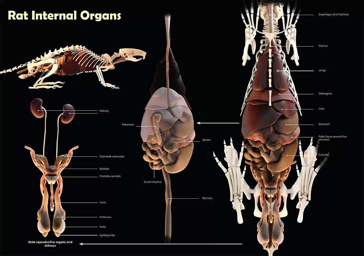 Анатомия крысы внутреннее строение. Топография внутренних органов крысы. Строение тела крысы мальчика. Строение внутренних органов крысы. Серая крыса строение