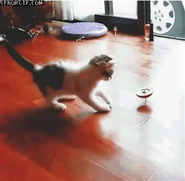 Кота крутят. Кот бежит в колесе. Кот облокотился на лапу. Колесо для кота. Котик кувыркается.