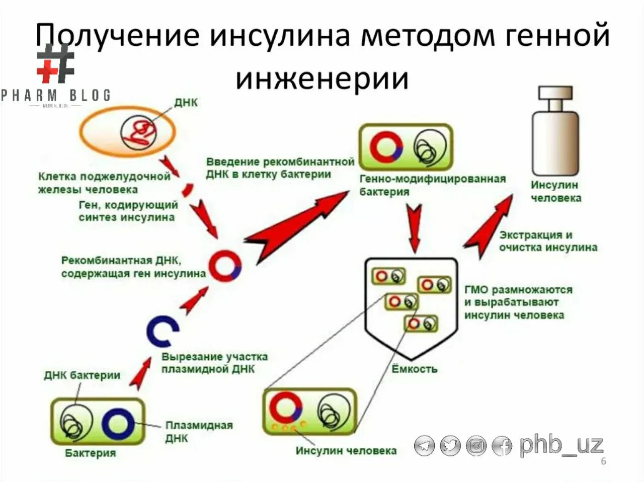 Пересадка бактерий. Схема получения рекомбинантного инсулина. Схема получения инсулина с помощью методов генной инженерии. Генно-инженерный Синтез инсулина. Генно-инженерный способ получения инсулина.