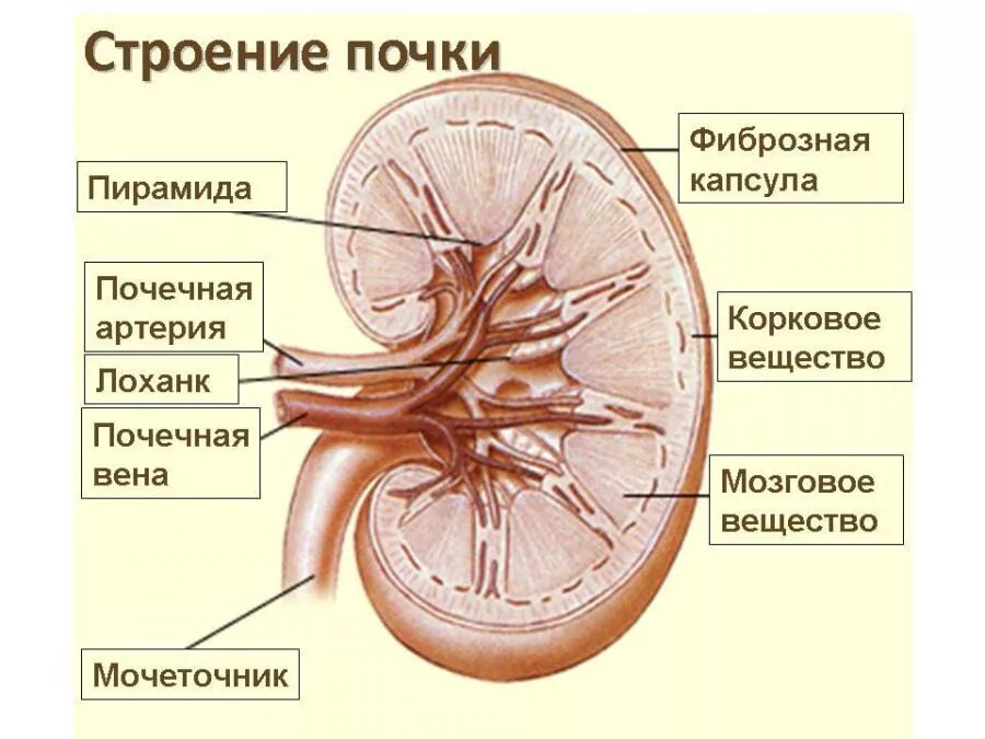 Вена артерия мочеточник. Строение почки человека анатомия. Внутреннее строение почки анатомия. Почечная лоханка строение анатомия. Внутреннее строение почки схема.