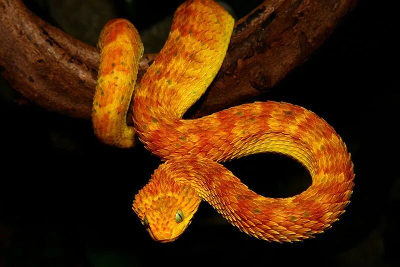 Красно желтая змея. Змея Atheris squamigera. Реснитчатая гадюка. Древесная гадюка. Змея гадюка рыжая.