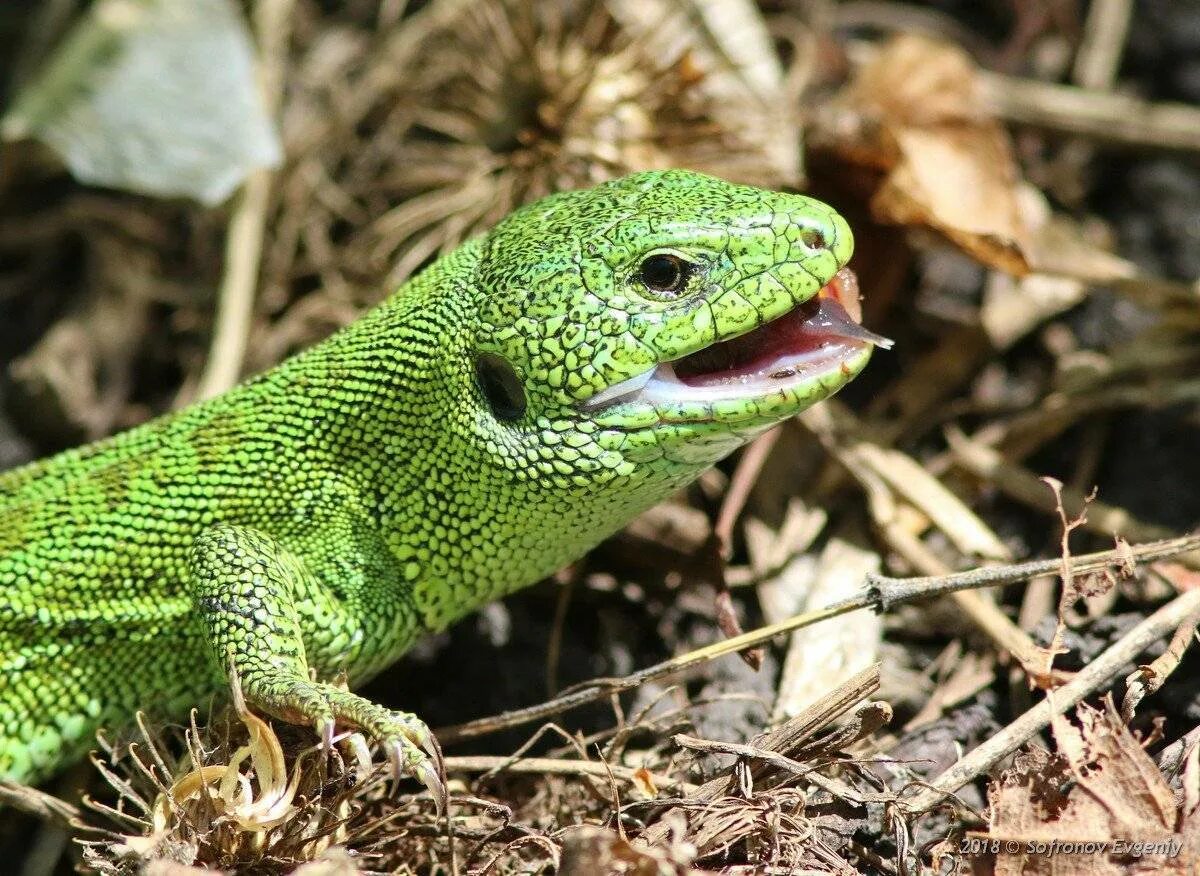 Зеленая прыткая ящерица. Пресмыкающиеся прыткая ящерица. Ящерица Lacerta Agilis. Ящерица прыткая горнокрымская.