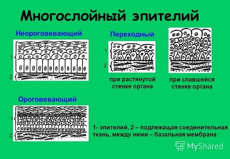 Слои переходного эпителия