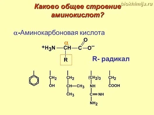 Аминокислоты строение и классификация. Строение аминокислот биохимия. Структура аминокислот биохимия. Строение аминокислоты глицин. Строение аминокислоты схема.