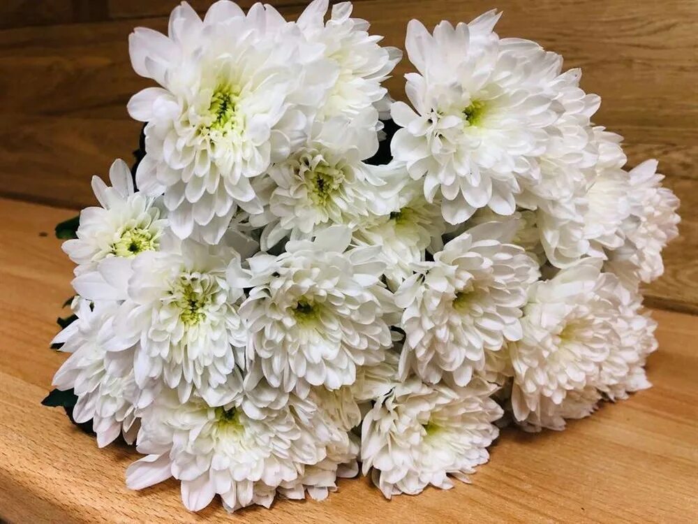 Хризантема зембла белая. Хризантема зембла белая. Кустовая балтика. Хризантема куст бонита. Хризантема балтика уайт.