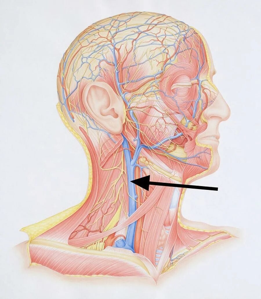 Яремная артерия где находится. Внутренняя яремная Вена топография. Наружная яремная и внутренняя яремная Вена. Внутренняя яремная Вена анатомия.