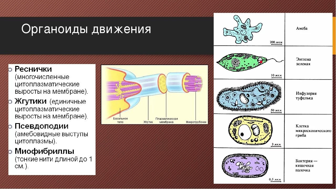 Движение клетки. Строение органоидов движения клетки. Органоиды движения эукариотической клетки. Таблица строение клетки органоиды движения. Органоиды движения строение и функции.