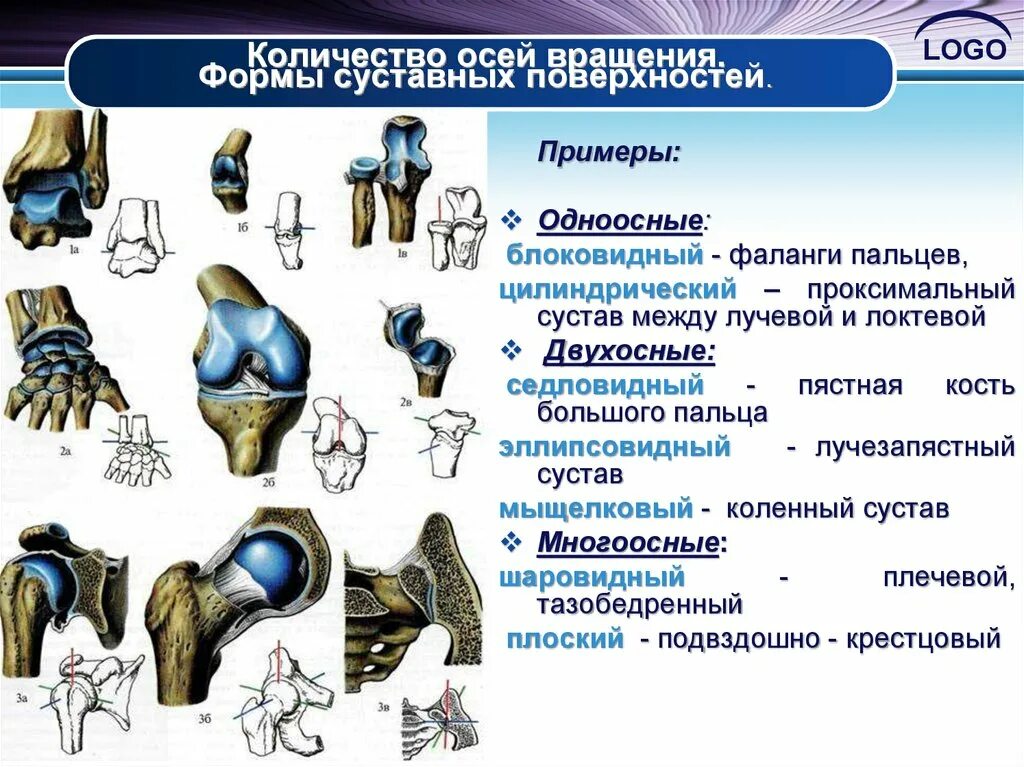 Классификация суставов анатомия. Суставы по форме. Классификация суставов по форме. Формы поверхностей суставов. Изменение формы сустава