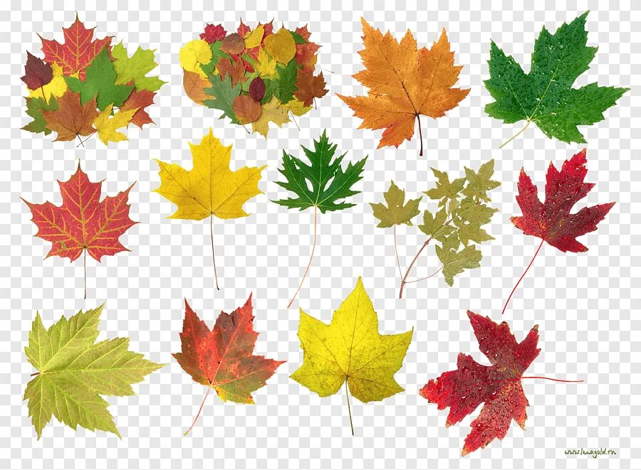 Осенние листочки. Маленькие листики осенние. Разноцветные листья. Цветной лист.