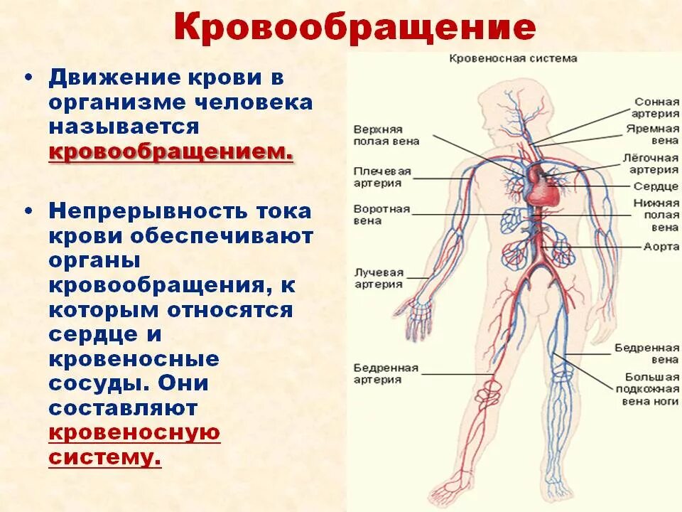 Нормальному кровообращению. Кровообращение. Система кровообращения человека. Кровеносная система че. Система кровообращения человека схема.