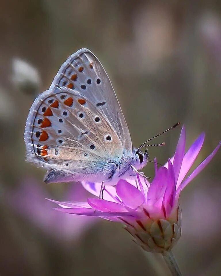Доброе утро бабочки. Хорошего настроения бабочки и цветы. Красивые бабочки доброе утречко. Хорошего настроения бабочки.