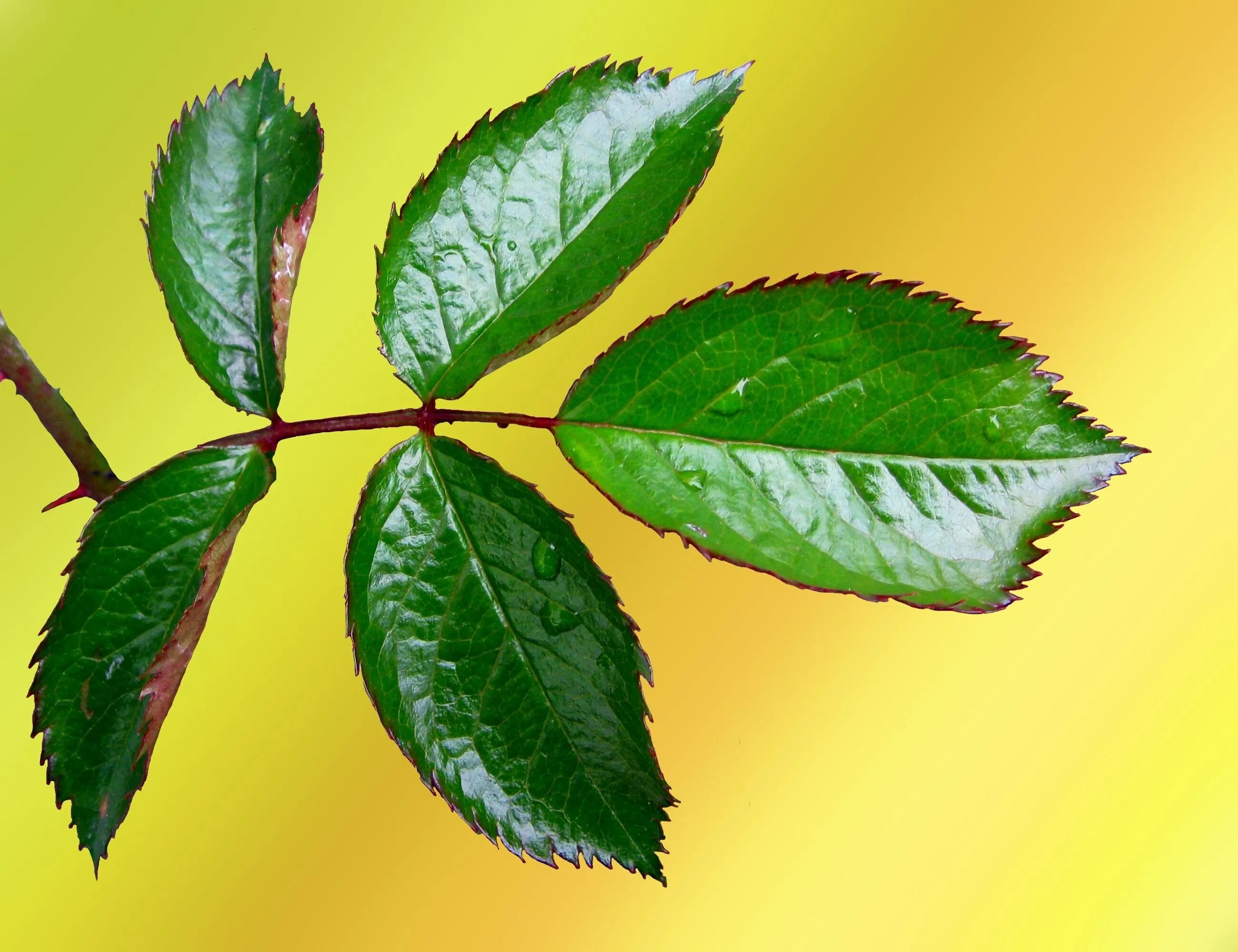 Rose leaves. Листья розы. Листок розы. Листья розы. Лист яблони на прозрачном фоне.