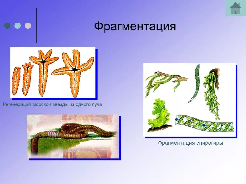 Фрагментация иглокожих. Фрагментация спирогиры. Бесполое размножение спирогиры фрагментация. Бесполое размножение морской звезды.