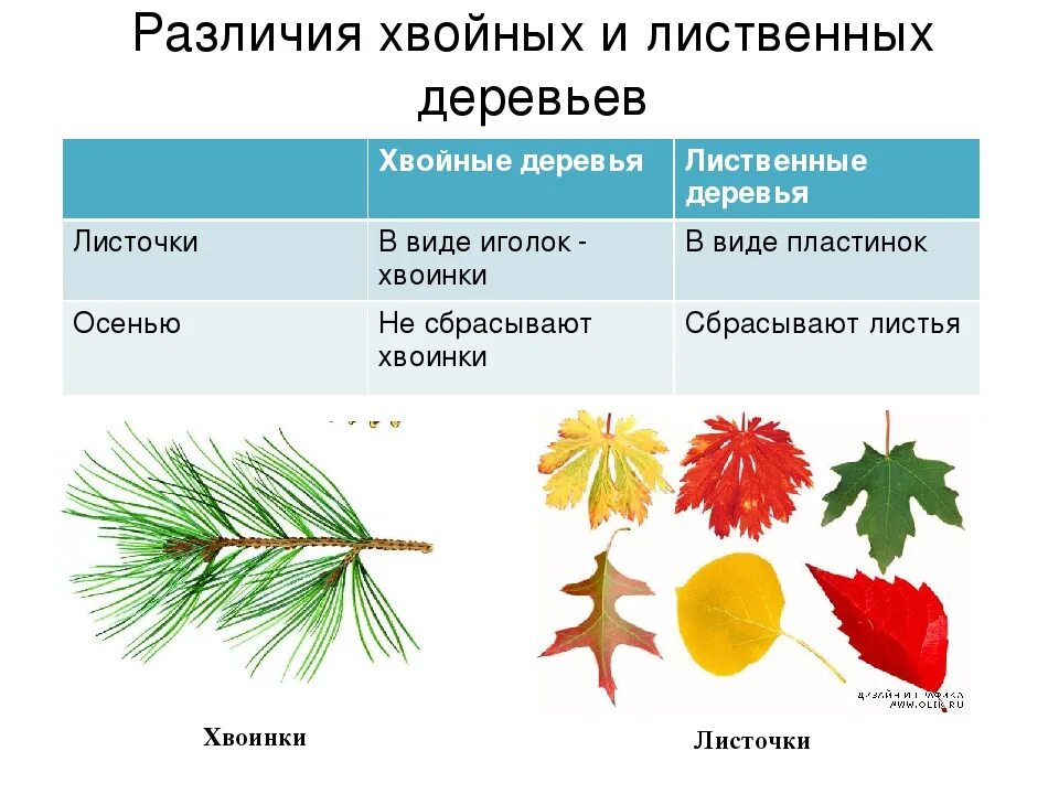 Различия хвойных и лиственных. Различия хвойных и лиственных растений. чем отличаются хвойные растения от лиственных. различия хвоинок у хвойных деревьев. лиственный и хвайные деревья.