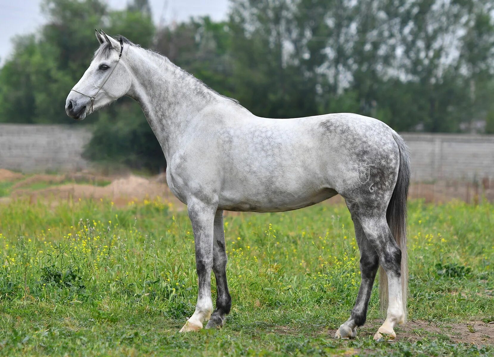 Ахалтекинец: "небесный аргамак" из туркменских пустынь Horses, Beautiful horses,