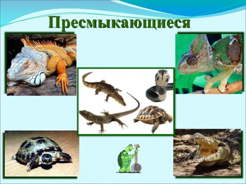 Рептилии 3 класс. Слайд пресмыкающиеся. Пресмыкающиеся окружающий мир. Пресмыкающиеся классы животных. Пресмыкающиеся животные окружающий мир.