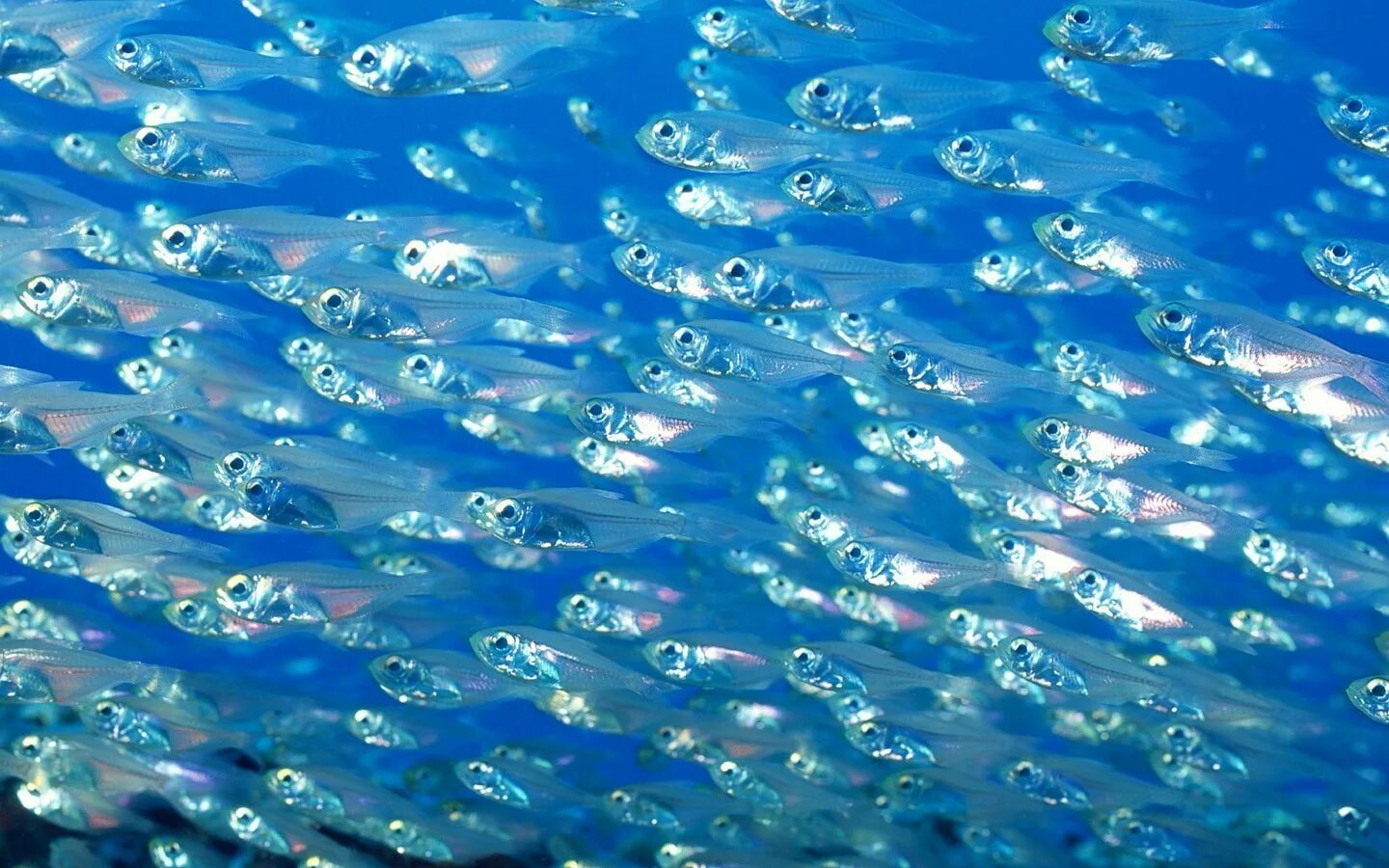 Много рыб плавают. Мелкая рыба. Мелкие рыбки. Рыбки в океане. Маленькие рыбки в океане.