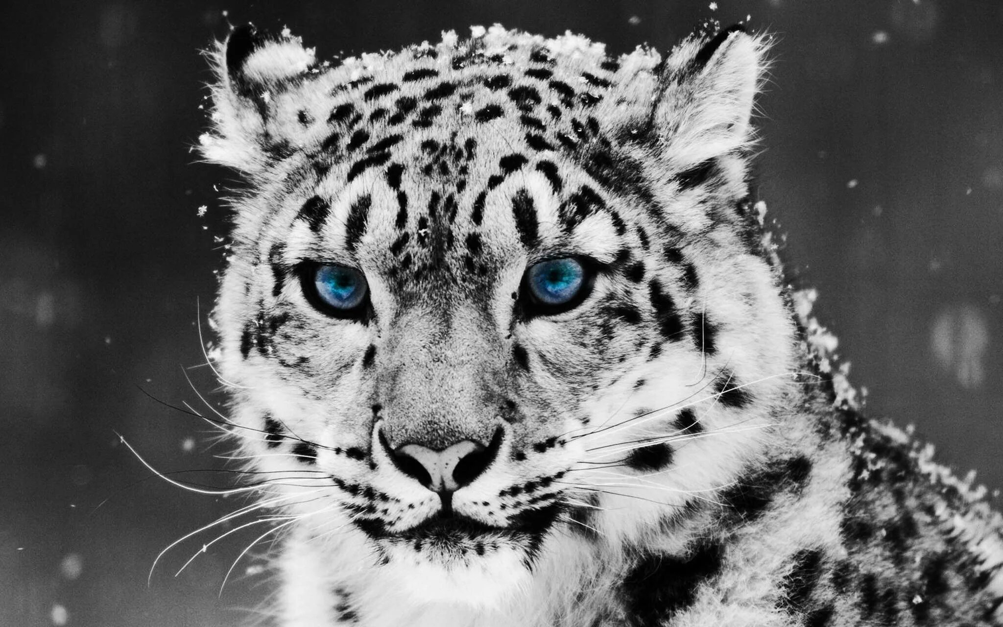 И посмотри г 3. Снежный Барс леопард Snow Leopard Ирбис. Irbis Tiger. Ирбис белый.