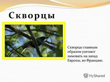 Грачи улетают зимовать