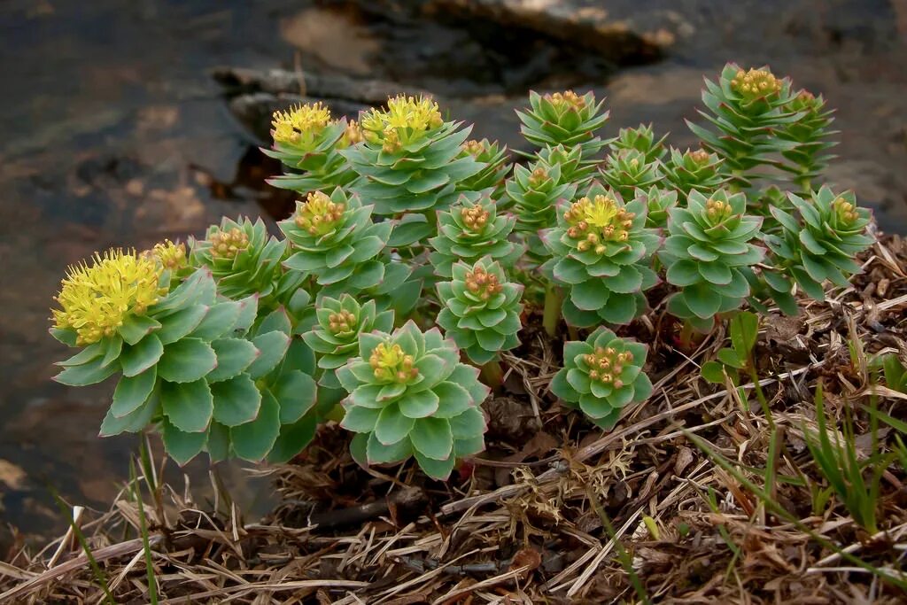 Родиола розовая полезные. Родиола розовая. Золотой корень родиола. Родиола розовая Rhodiola rosea. Родиола иремельская.