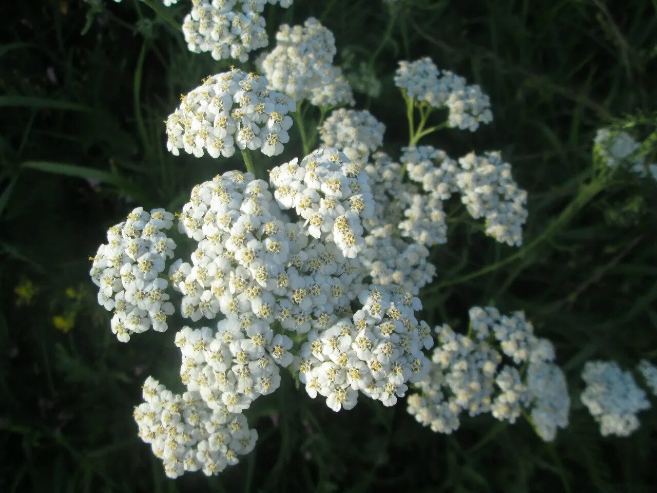 Тысячелистник Achillea Walther Funcke. Тысячелистник благородный. Тысячелистник благородный Achillea Nobilis l. Тысячелистник Кружевница.