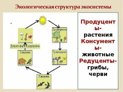 Продуценты консументы и редуценты это основные структурные