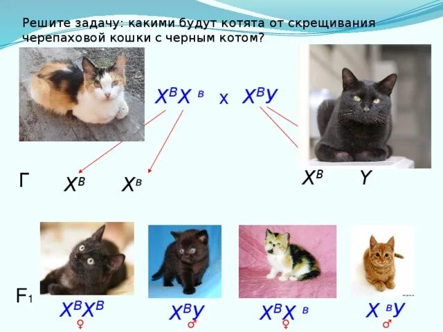 Скрестить черную кошку и черного. Скрестить черную кошку и черного