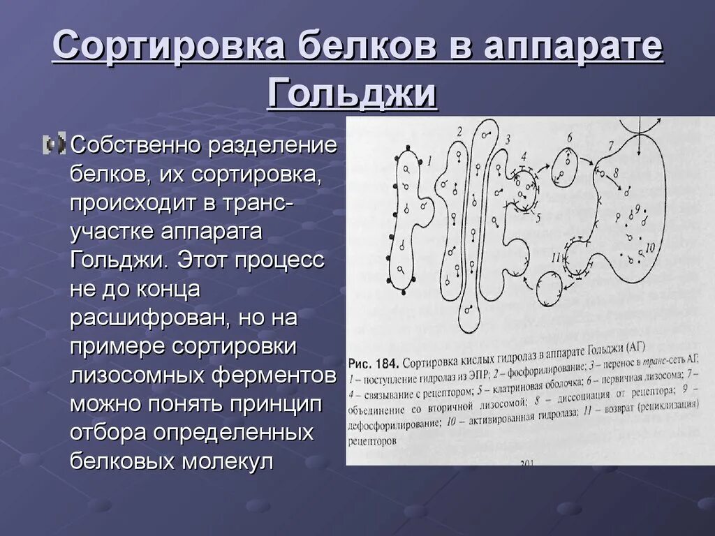 Транспорт белка происходит. Сортировка белков в аппарате Гольджи. Модификация белков в аппарате Гольджи. Модификация белков в комплексе Гольджи. Модификация белков в эндоплазматической сети и аппарате Гольджи..