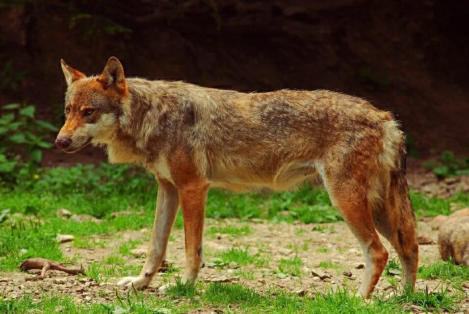 Canis Lupus italicus. Апеннинский волк. Canis Lupus familiaris. Итальянский волк. Водятся ли волки