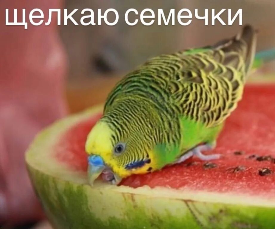Можно ли давать волнистому попугаю огурец