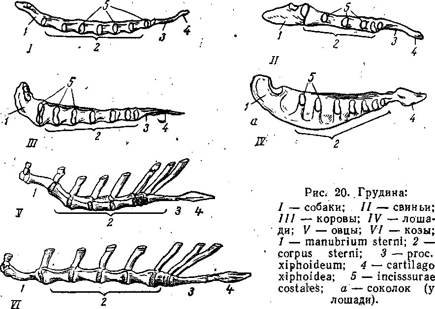 Грудная кость КРС строение. Строение грудной клетки коровы. Строение грудины КРС. Строение грудины анатомия животных.