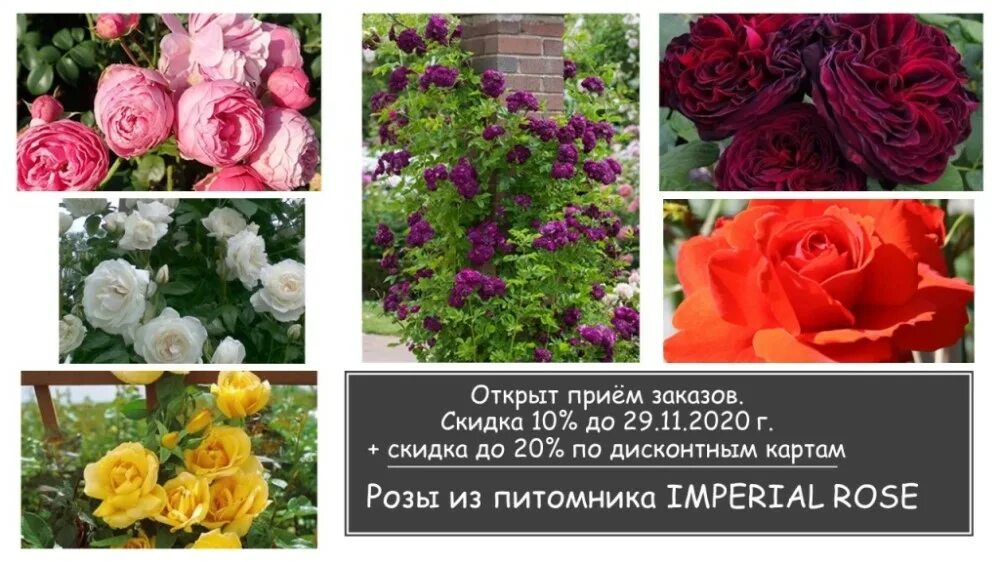 Розарий елены иващенко. Питомник роз елены иващенко нижний новгород. Питомник роз елены иващенко. Розы от иващенко. Каталог роз нижний новгород.
