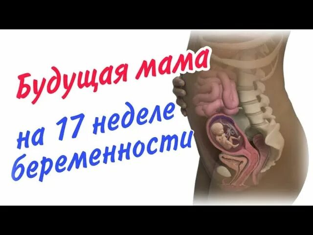 Беременность 17 3 дня