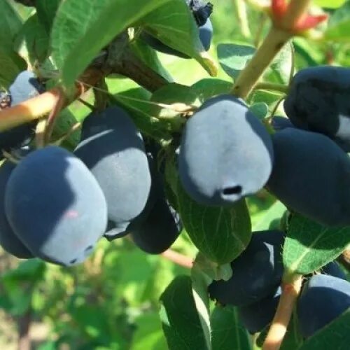 Жимолость Нижегородская слад. купить с доставкой почтой, оптом и в розницу, це