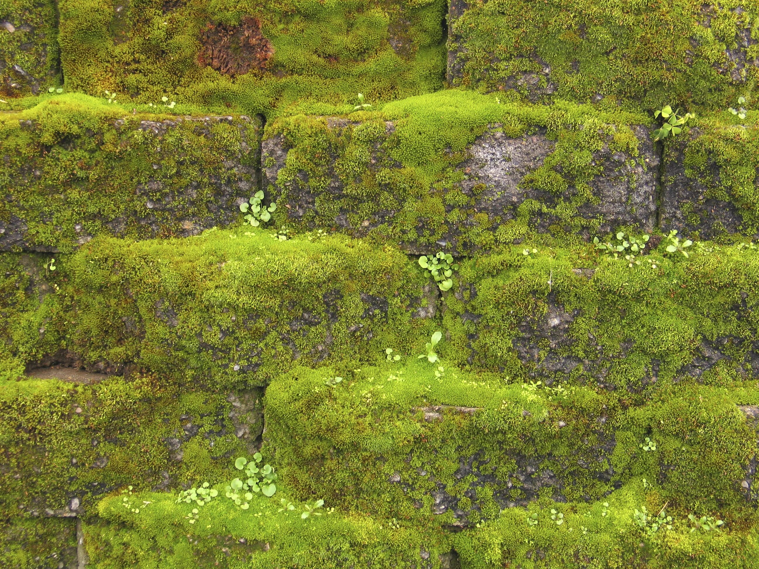 Moss time