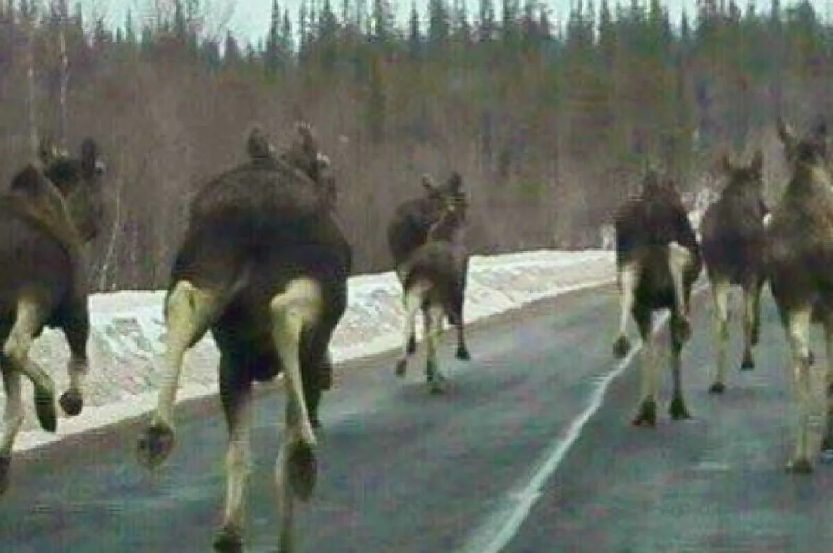 Стадо лосей. Лосиное стадо напуганное. Лось в Павловском парке.