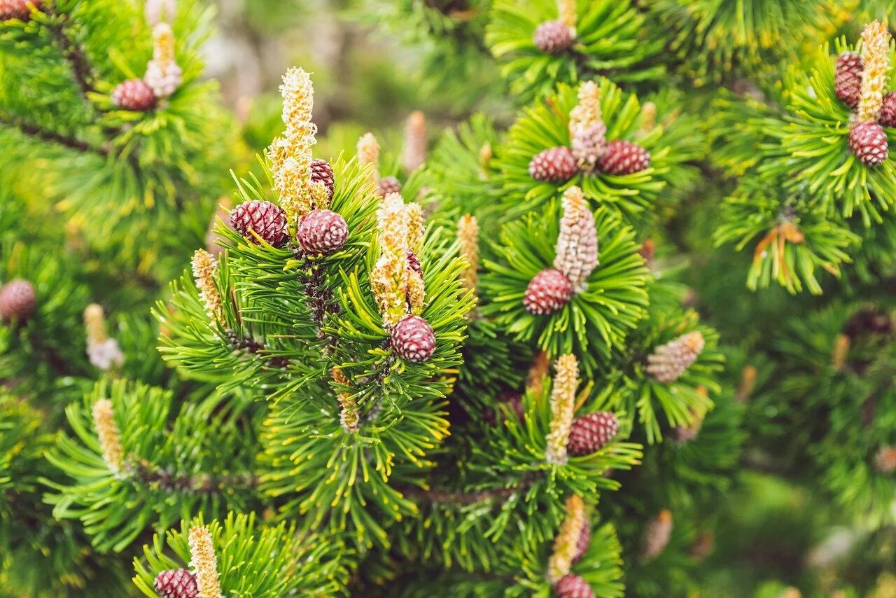 Канадское хвойное. Ель Аянская шишки. Ель Сибирская Picea obovata. Ель финская Picea Fennica. Ель Аянская побеги.