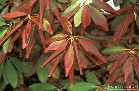 Бет кончалары бар азиатки порно