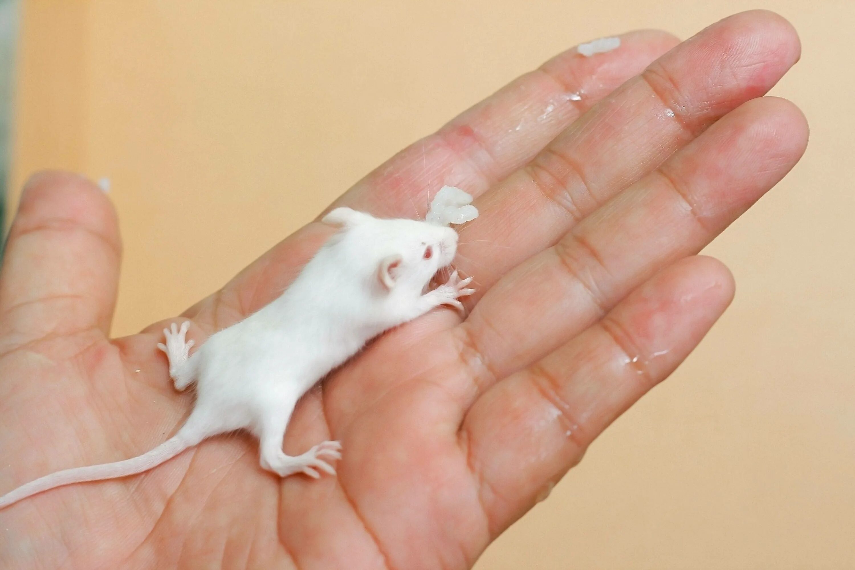 Домашние белые мыши. Мышка белая домашняя. Маленькие домашние мыши. Мышь домашняя декоративная. Белая декоративная мышь.