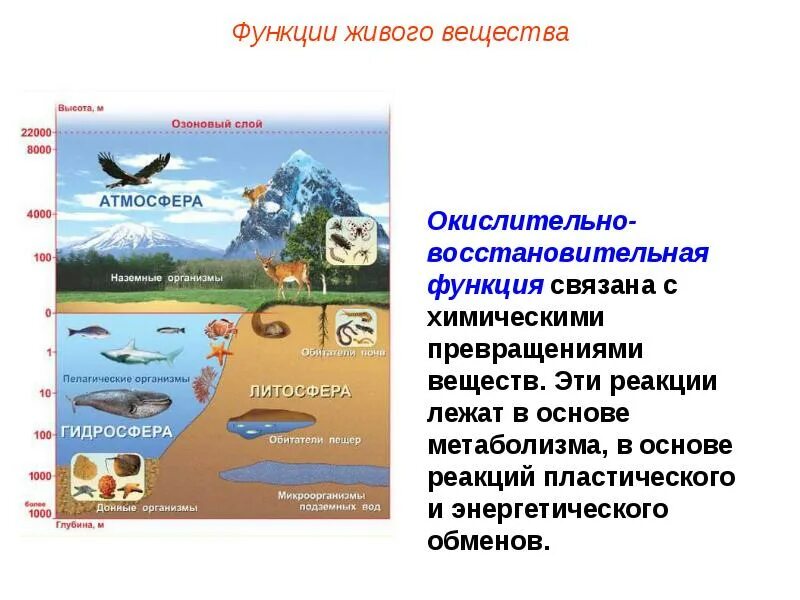 Функции живого вещества схема. Функция живого вещества биология 9 класс. Энергетическая функция живого вещества схема. Живое вещество биосферы и его функции. Живое вещество распределено в биосфере равномерно