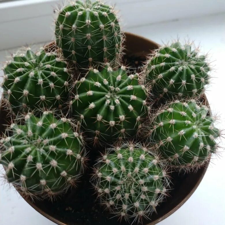 Пролетарская 38 саранск. Саранск, пролетарская ул. Кактус саранск. Опунция микс d5. Саранск московская улица 34.