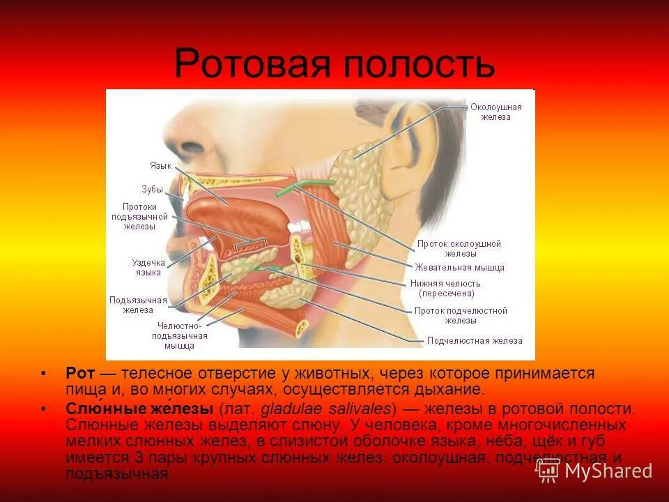 Содержимое полости рта. Строение пищеварительной системы ротовая полость. Ротовая полость анатомия слюнные железы. Строение пищеварение в ротовой полости. Ротовая полость человека строение и функции.