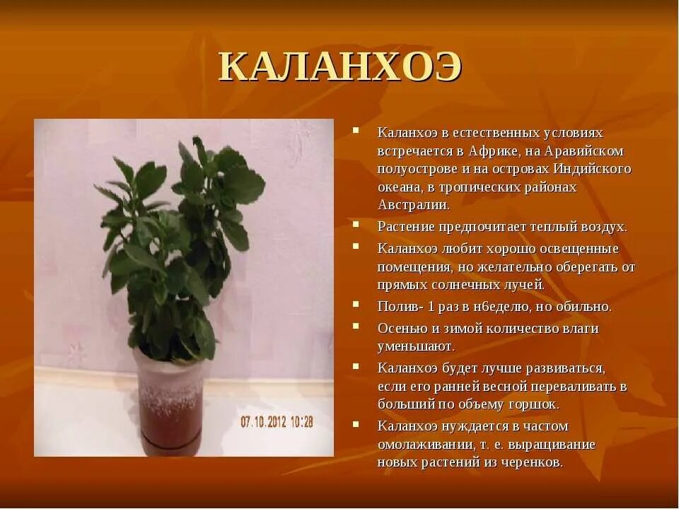 Опишите особенности растений каланхоэ