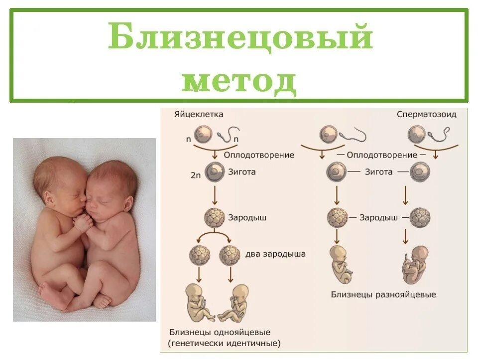 Какие этапы проходит человек после рождения. Близнецовый метод однояйцевые и разнояйцевые. Близнецовый метод наследственности человека. Близнецовый метод генетики. Близнецовый метод исследования.