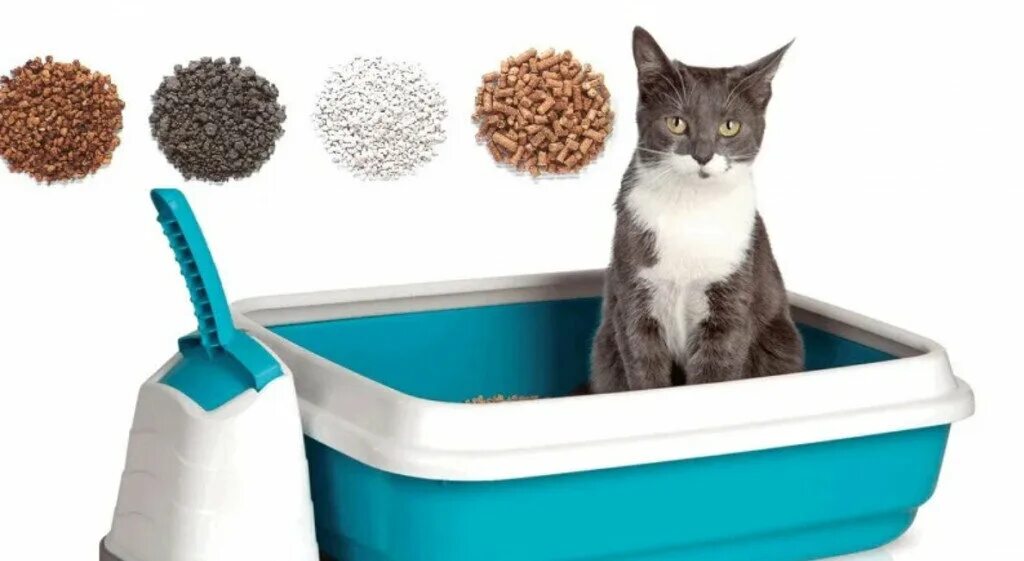 Наполнитель для кошачьего туалета. Лоток для кошек. Лоток с наполнителем для кошки. Наполнитель для кошачьего туалета в лотке. Воняет лоток