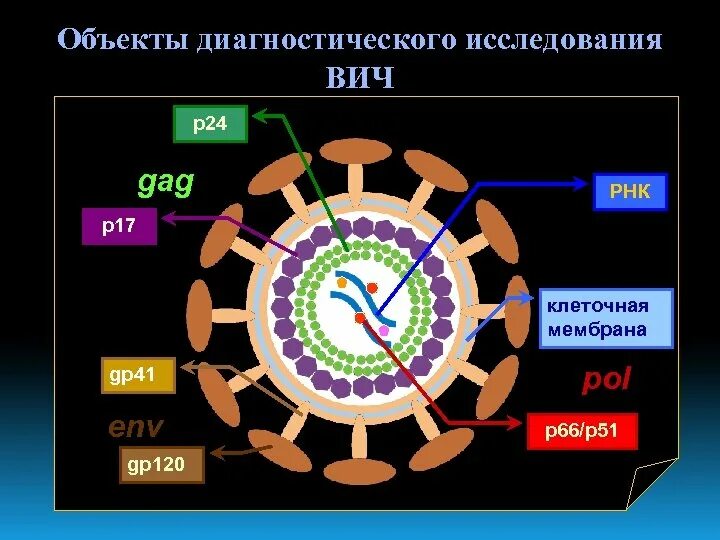 Предмет вич. Объект исследования ВИЧ. Предмет исследования СПИДА. Объект исследования ВИЧ инфекции. Объект и предмет исследования СПИД.